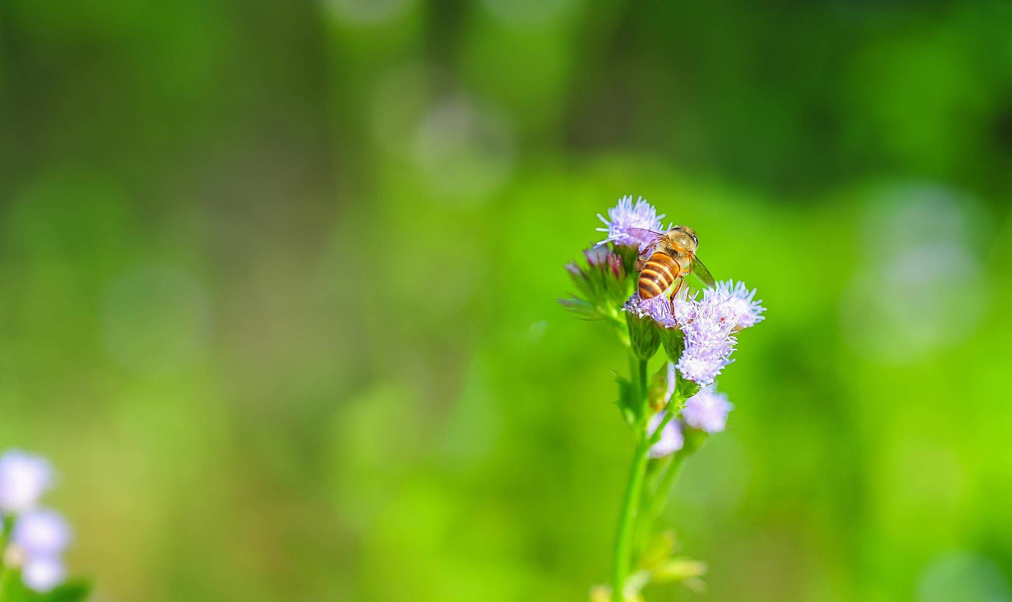 小蜜蜂花丛造句