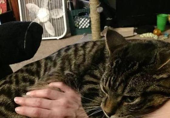 美国中国正宗狸花猫成功攻陷美国猫奴,网友:让全世界人吸中国猫!