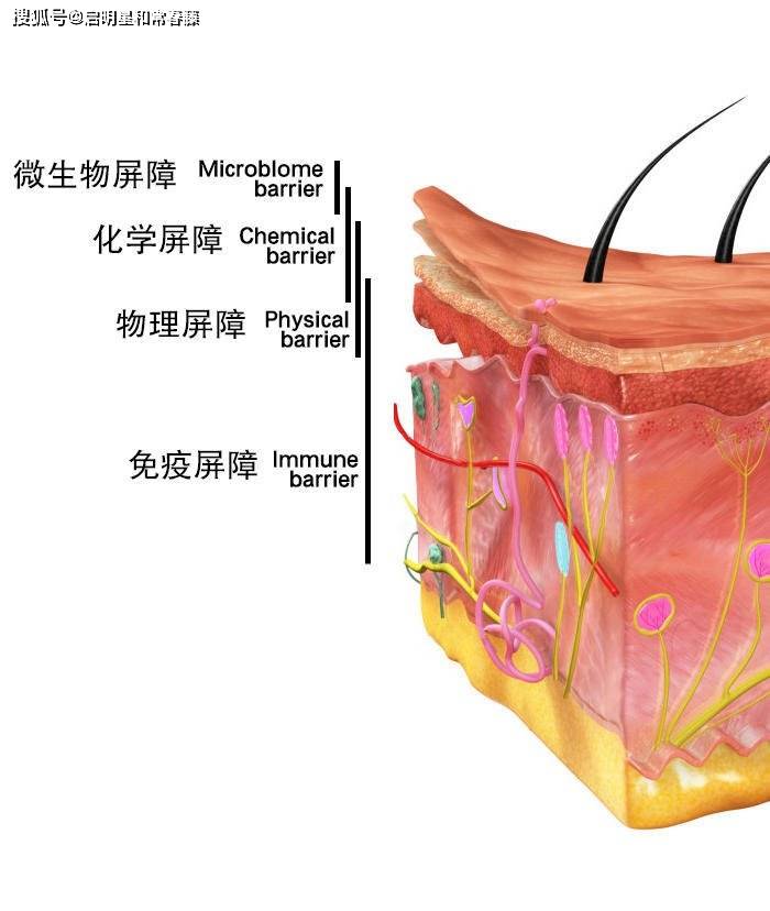知识科普皮肤屏障受损的元凶？真相令人意外