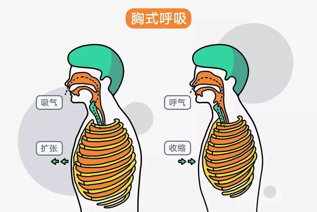 胸腹呼吸法图片