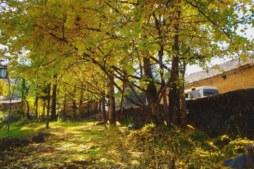 腾冲江东银杏村绿色发展绘乡村新图