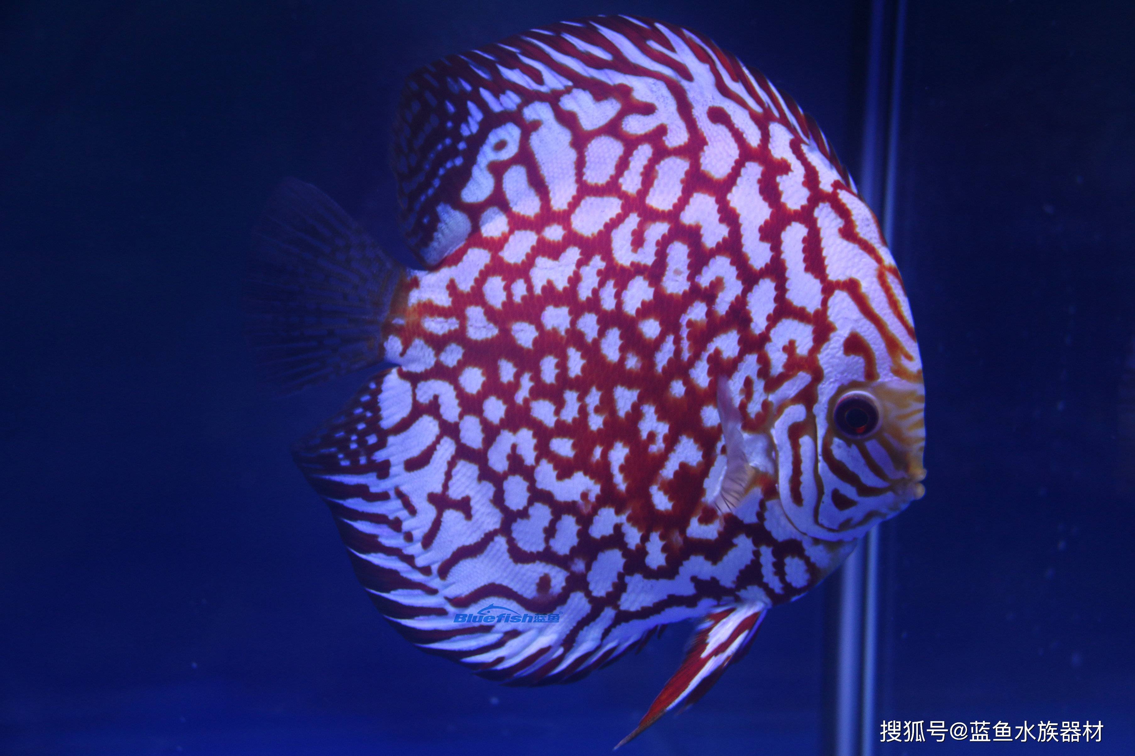 淡水神仙鱼及神仙鱼主要特征_搜狐网, image size:3612x2408