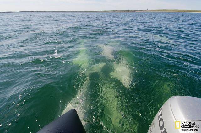 在加拿大观鲸为何变难了？