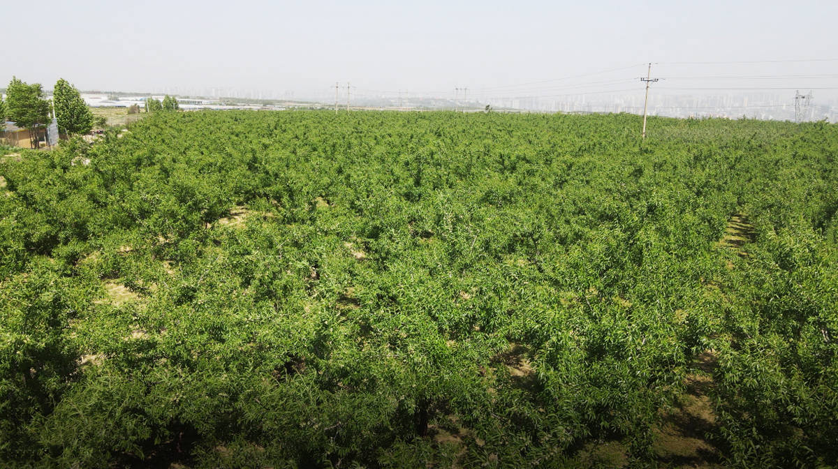 河南三門峽巴旦木種植基地苗木實現萬畝巴旦木種植