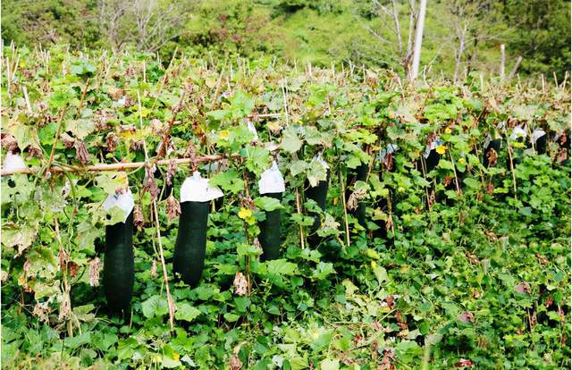 资源县:黑皮冬瓜喜丰收 群众收瓜笑开颜