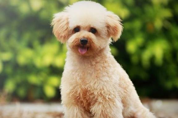 适合家里养的狗小型犬 2515c963071043418b6cb39ab2e0a5b6.jpeg