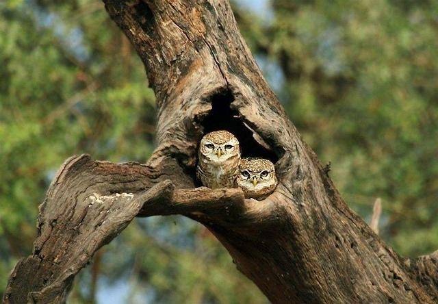 猫头鹰正在孵蛋主人非要摸一下猫头鹰你行那你孵吧