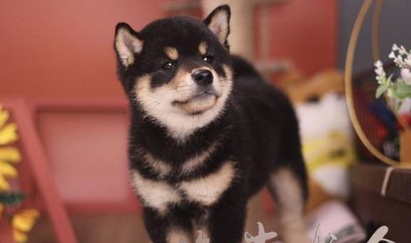 什么金毛、哈士奇、柯基、柴犬，这四种哪种适合第一次养狗的人？