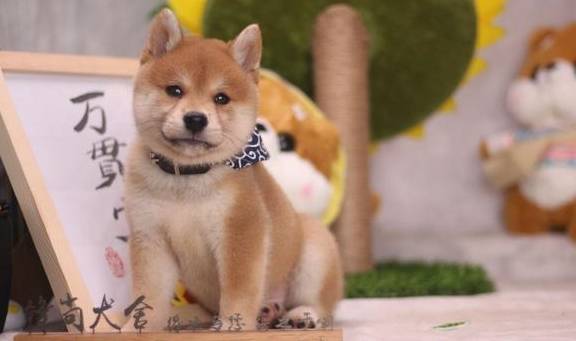 什么金毛、哈士奇、柯基、柴犬，这四种哪种适合第一次养狗的人？