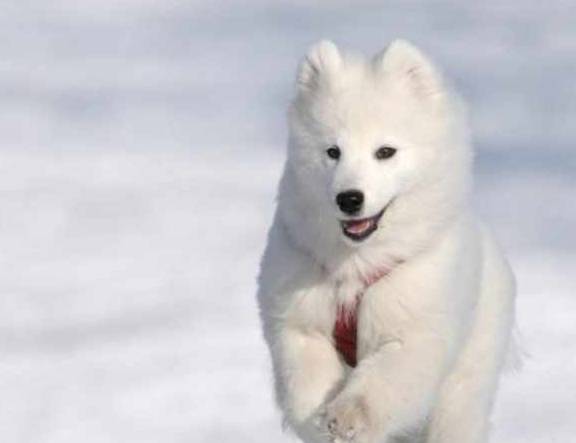 窗外下起了大雪 萨摩耶兴奋不已挣扎着要出去 给它开门之后 小哥 全网搜