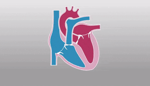 500_288gif 动态图 动图