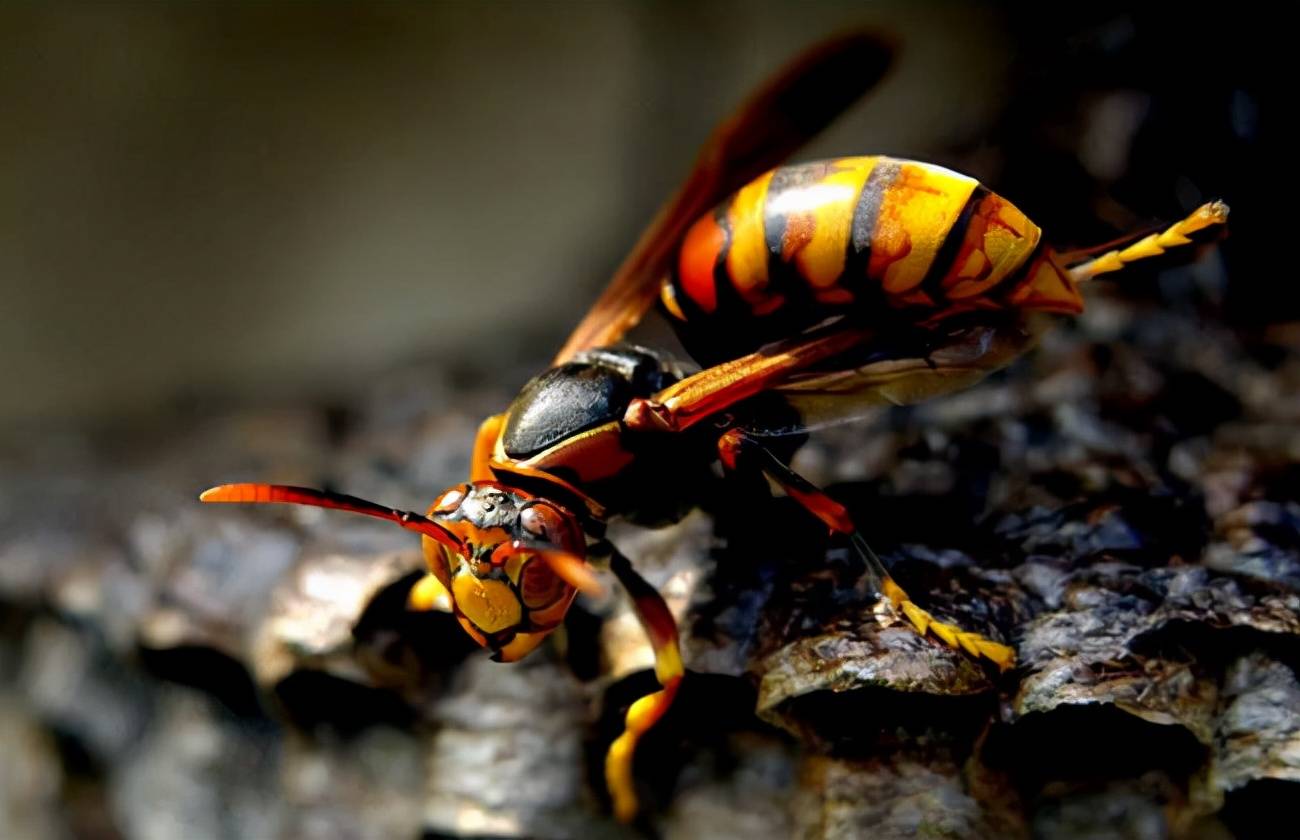 如何防范?_马蜂