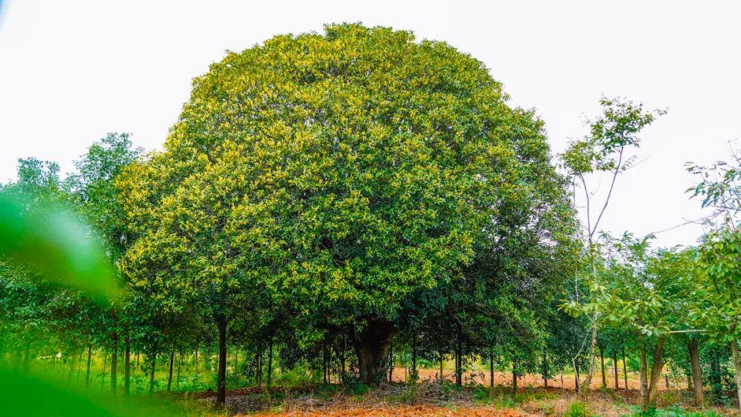 几百年的桂花香是啥味