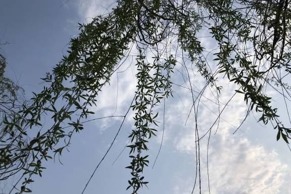 如何判断八字旺衰 俗语 生逢其时贵人扶 生不逢时旺也弱 何意 五行 全网搜