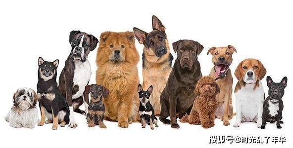 动物进化史上犬科动物和猫科动物哪个更厉害 海德尼