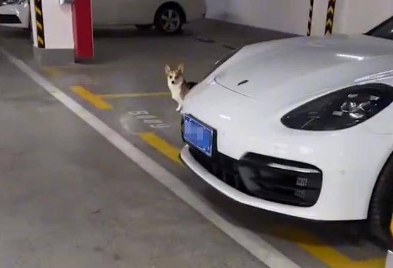 崩溃狗嫌家贫!山东一狗子蹲保时捷前等开门,主人崩溃:咱家是大众