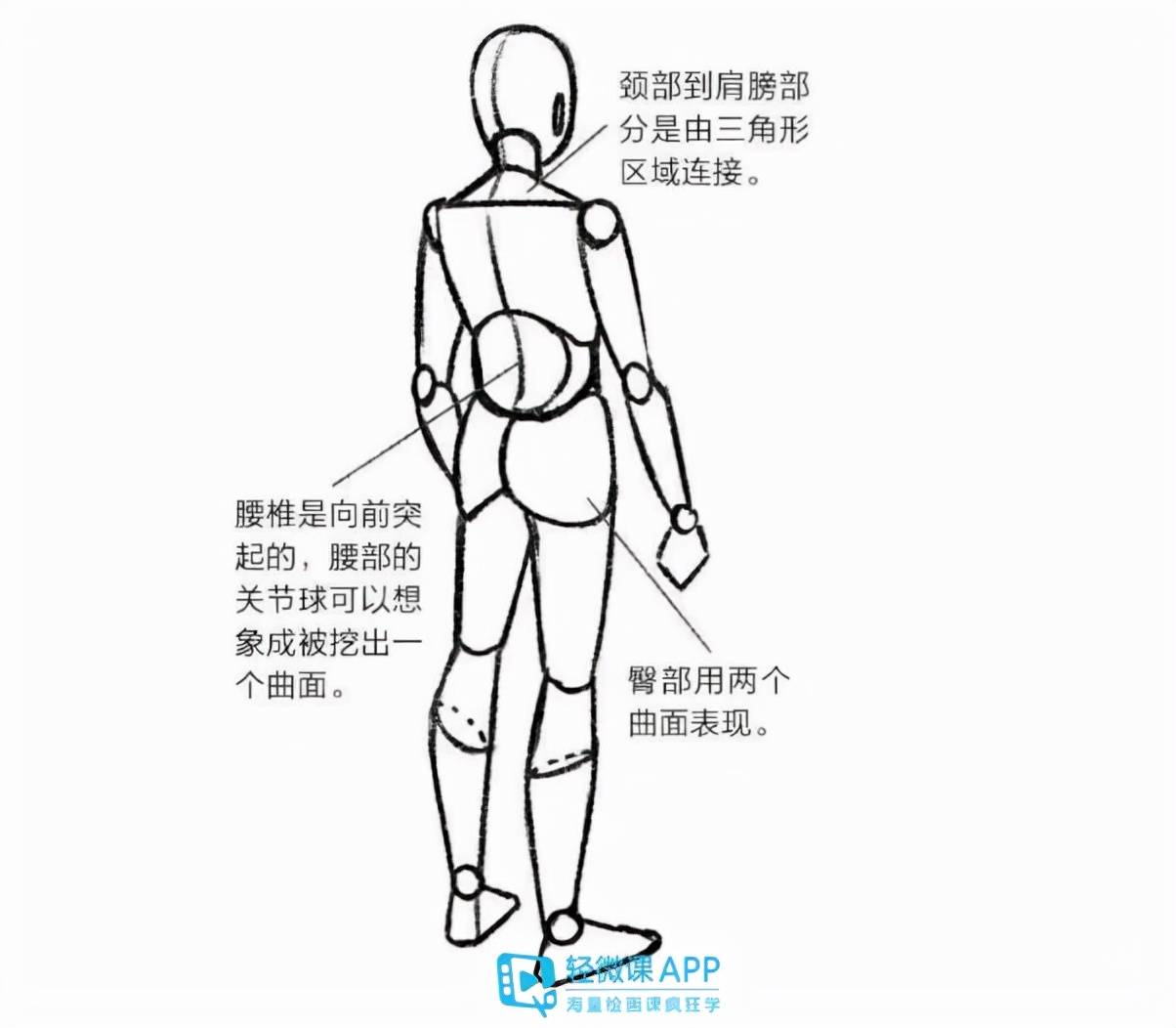 绘画人体基础入门技巧!
