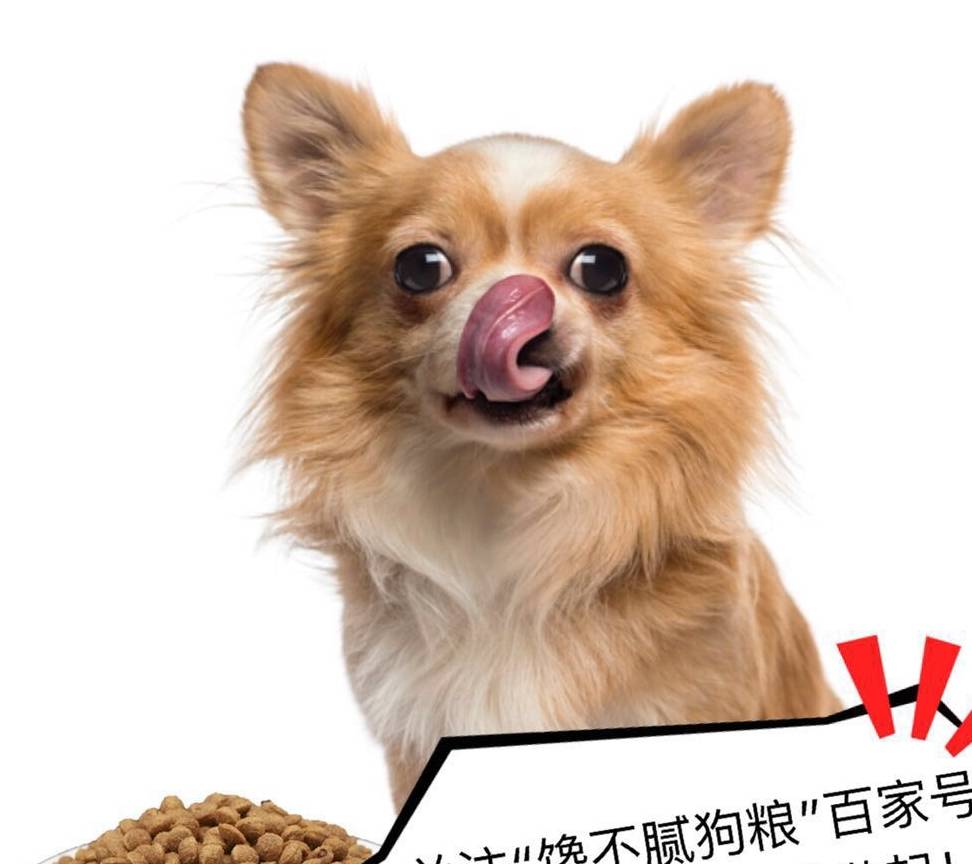 全无|养狗的人，这5件事都要通通戒掉，你成功戒掉几个？