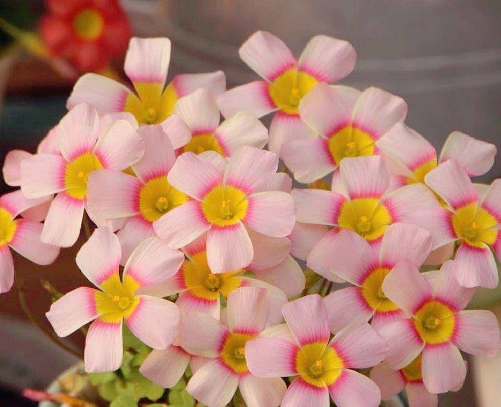 10月份就可以养一种花 适合小阳台小花盆 花多颜色多很漂亮 开花 全网搜