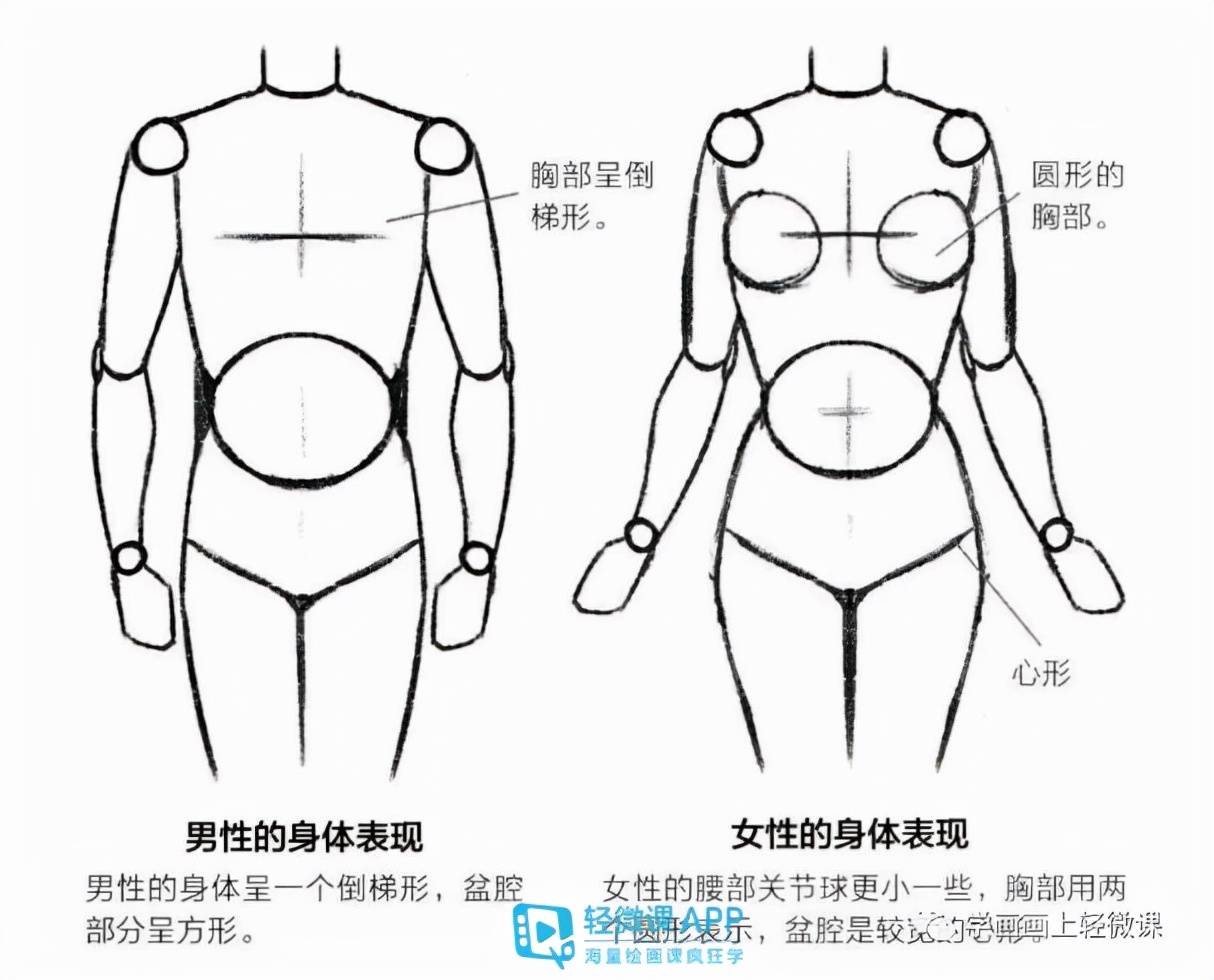 绘画人体基础入门技巧!