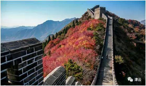 预报|天津一年一度的这个景儿，趁早看！时间地点都备好了