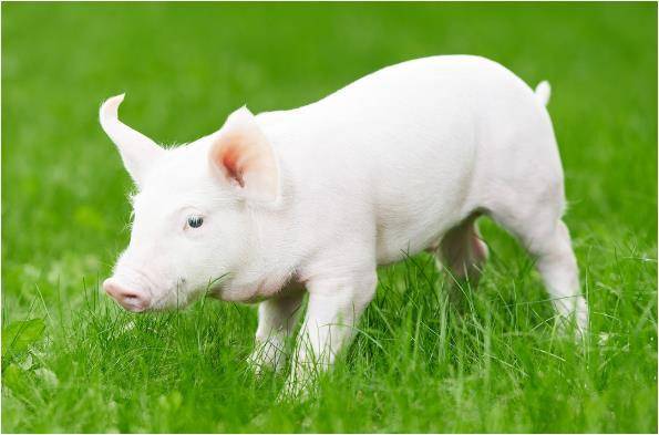 原创71年亥猪人10月底会发生地动山摇的大新闻看看怎么回事