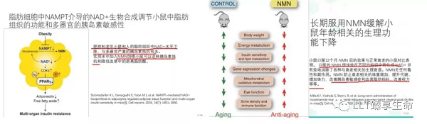 身体|糖尿病治疗前景可期：LLT NMN可增强胰岛素敏感