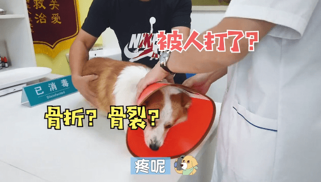 宠物柯基突然就瘸了，医生刚要准备拍片，扒开汪脚趾后定在了原地