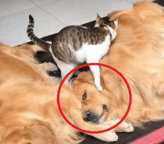 猫咪猫咪猛打脸惹怒金毛，翻身动作帅倒众人，汪：忍无可忍我就揍你！