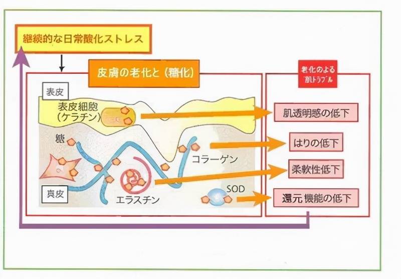 氧化25岁+最该入的抗糖抗衰护肤品，皮肤真的会变年轻