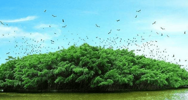 原创广东最大的树占地面积达到13万平方米被人誉为小鸟天堂