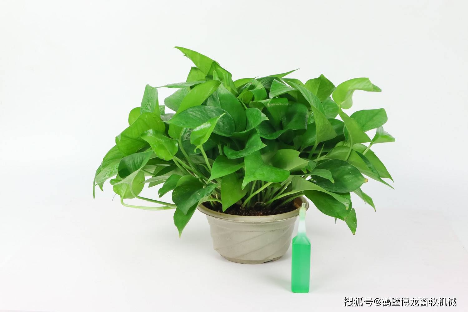 绿植养护知识和方法(绿植养护知识和方法app)