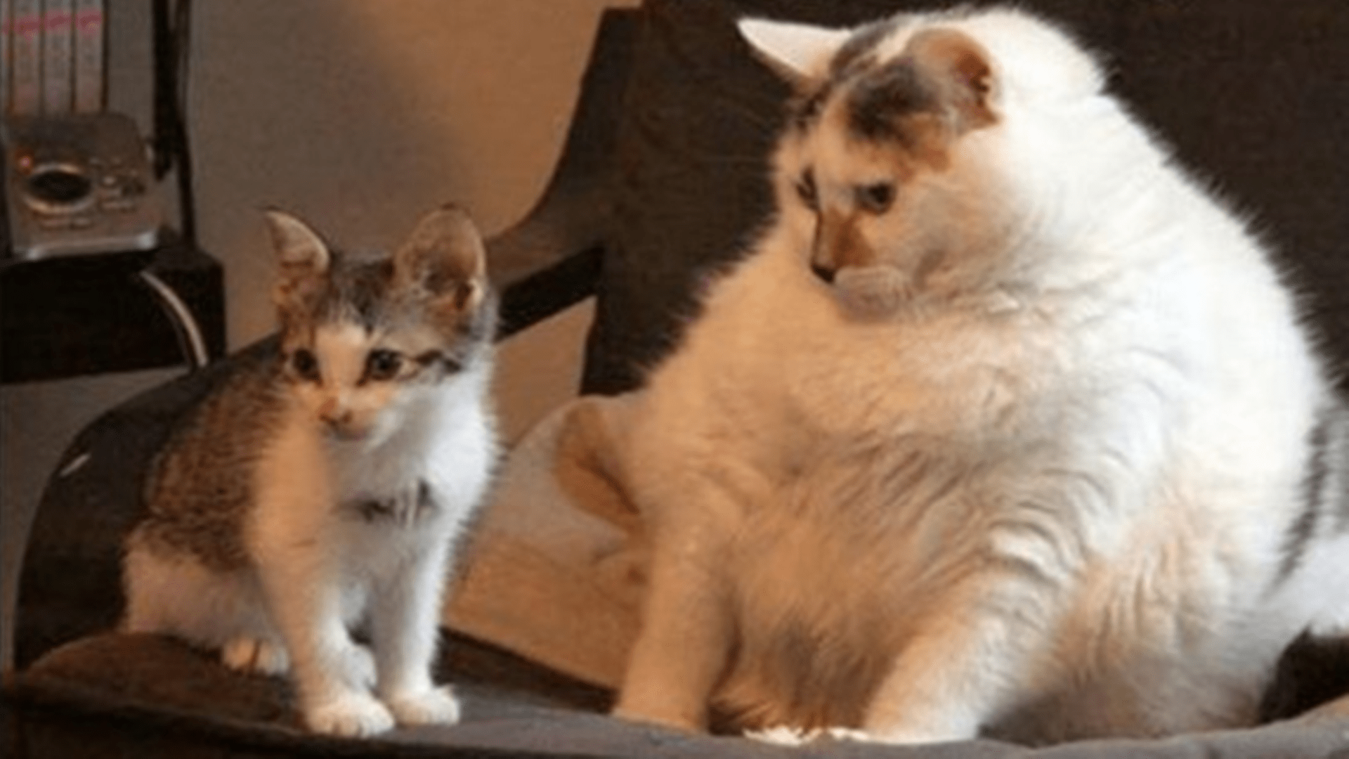 生活|为什么超一半成年人超重？高收入人群中，男性比女性胖