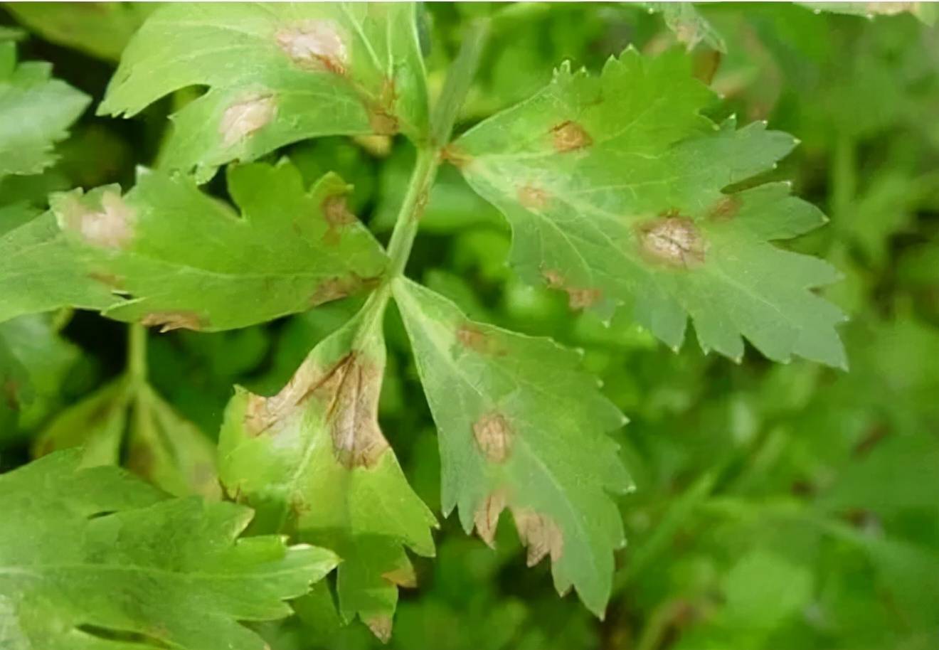 芹菜灰霉病防治技巧