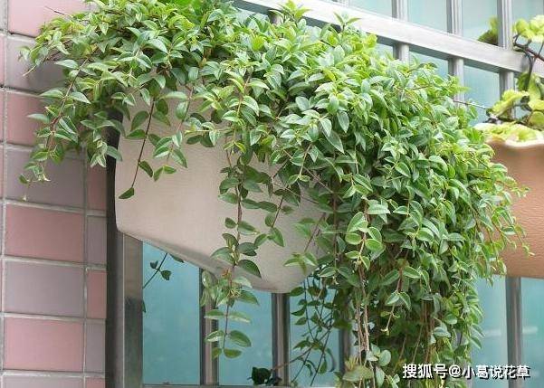 玉唇花 花叶果俱美 盆栽注意3环节 枝叶茂密如天然的瀑布 植物