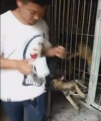 狗狗在笼子越狱出来抢吃，主人一靠近就被咬衣