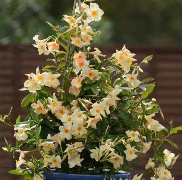 此花耐热又抗寒 养护好多季节有花赏 盆栽地栽都好看 花卉