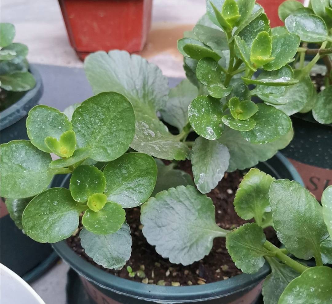 原创11月长寿花开始孕蕾及时做4件事让枝头花苞长更稠密