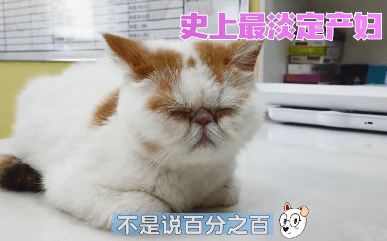 进行加菲猫半夜难产，女子一早送去医院，医生灵魂拷问：保大还是保小