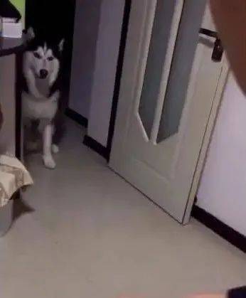 小人精二哈因捣乱被主人打一顿，最后居然这种话骂女主人！