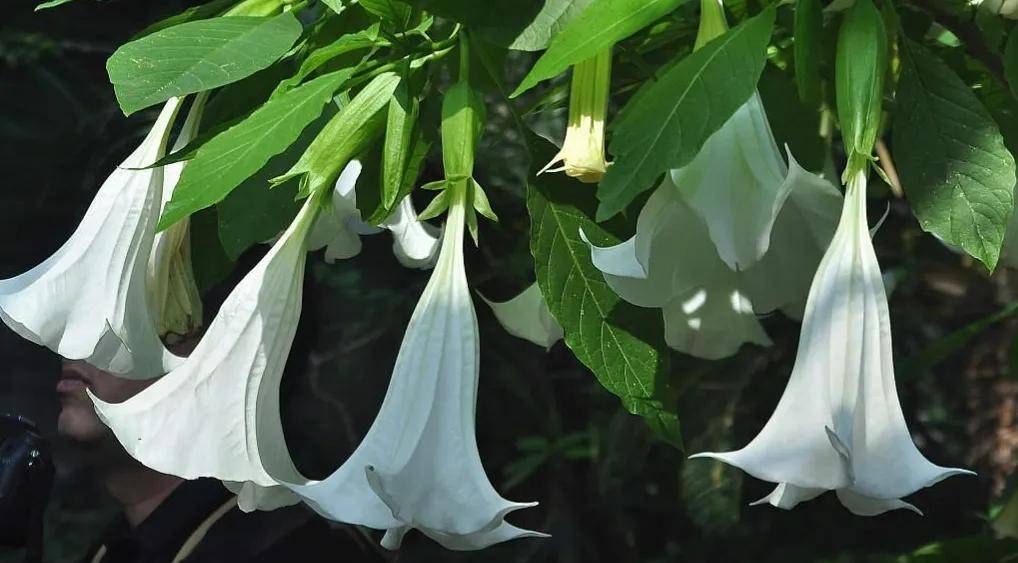 如果把 宫心计 中的女子比喻为花朵 你最欣赏谁呢 姚金玲 全网搜