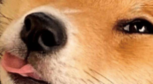 因为|主人在喝饮料,狗狗不知觉将舌头伸出:你倒是漏一点呀!