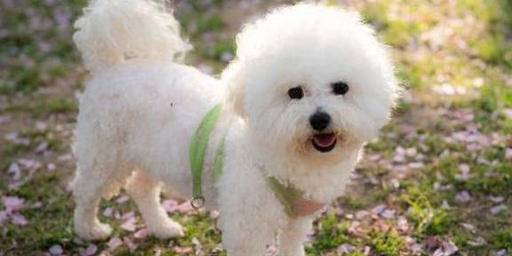 比熊犬做这6件事 证明在它心里 你就是 妈妈 狗狗