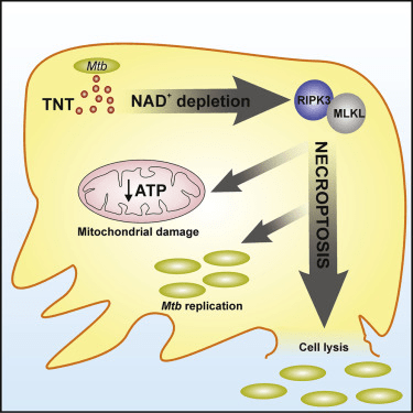 毒素|肺结核治疗新策略——补充NAD+前体LLT NMN