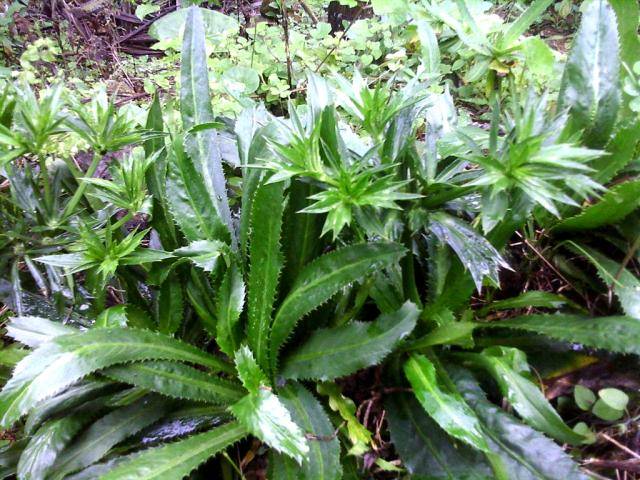 沉香木,枫香树等等,草本植物方面比如香椿,鱼腥草,芹菜,茴香,鱼香菜