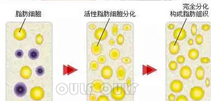 脸部脂肪填充全脸当天照片?脸部脂肪填充恢复过程太艰难了!