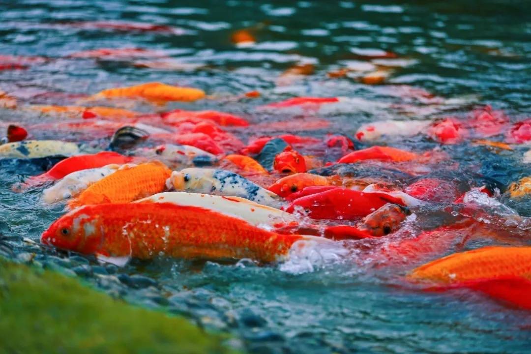 沾蔬 藏在宝山这个校园的秋景“大片”，每一张都是壁纸