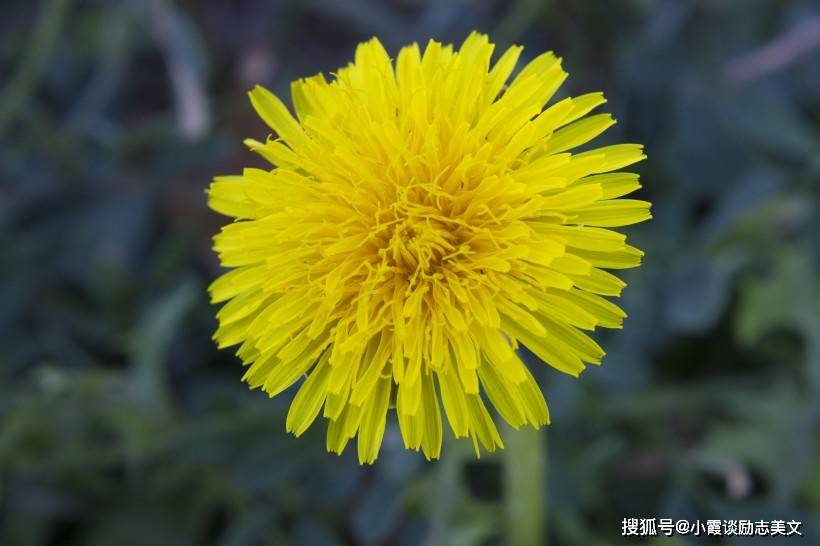 11月17日 27日星座运势 桃花朵朵开 前缘悄然而至 再续情缘 水瓶