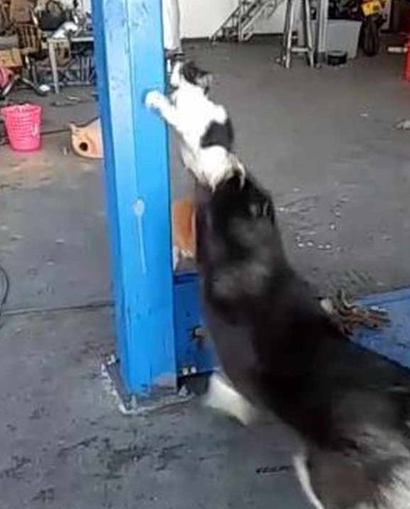 什么冻手就该揣兜，动物们都开始“农民揣”了