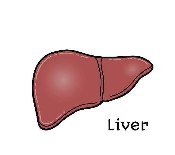 能力|肝脏状态不好的人，会有4个不同寻常的样子，别不在意